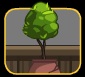 Ficus